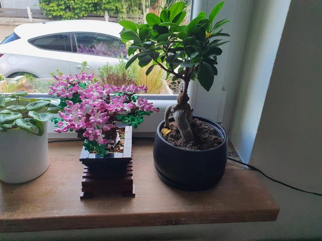Bonsai